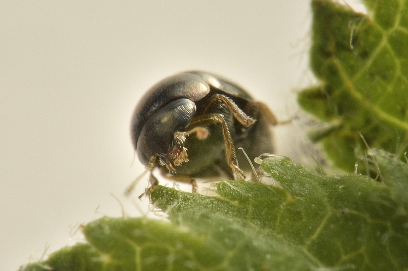 Cybocephalidae: Cybocephalus sp?